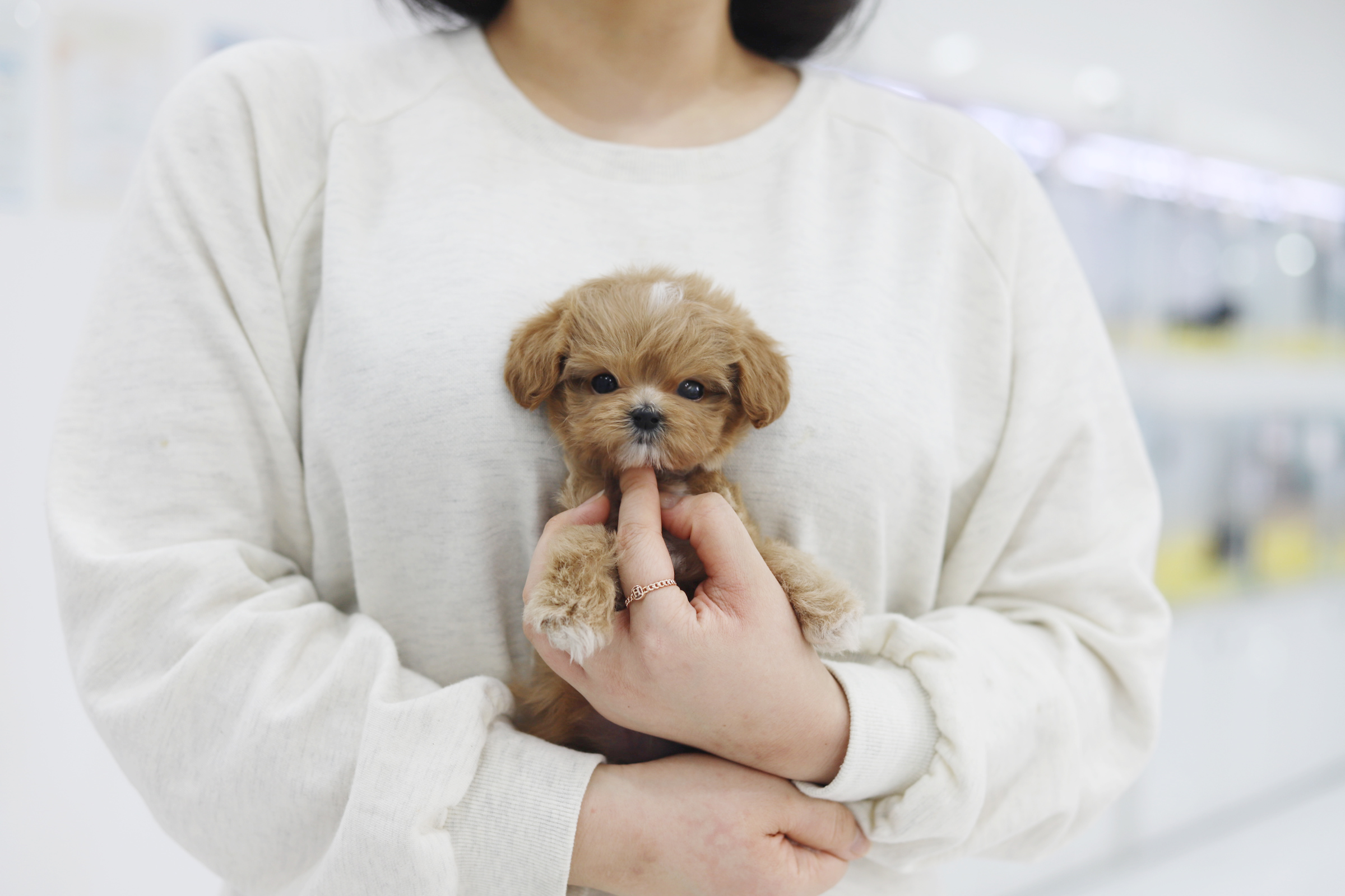 말티푸(남아)(10만원부터)