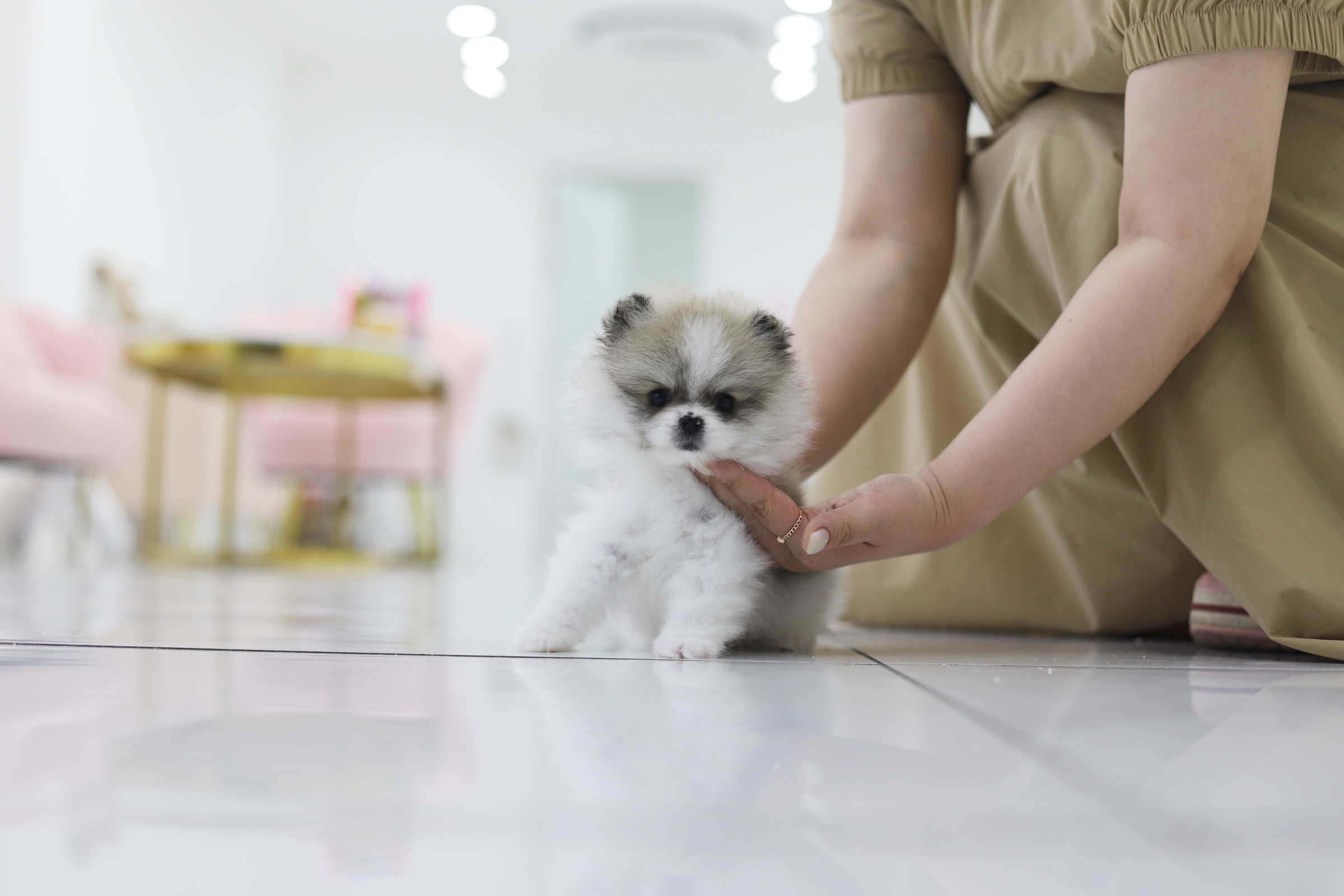 포메라니안(남아)(10만원부터)