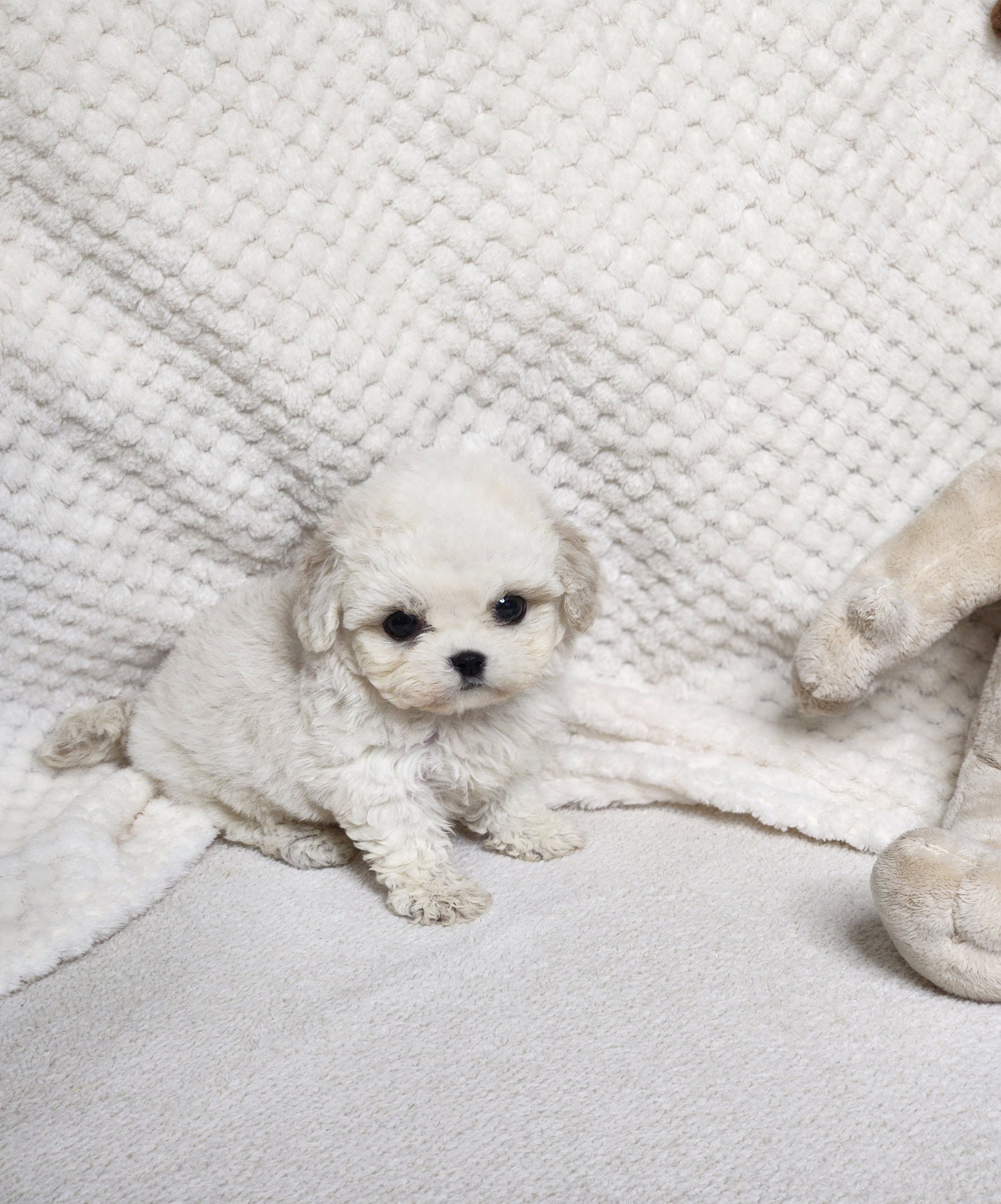 미니비숑 분양합니다