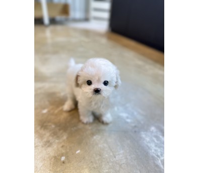 비숑 분양합니다