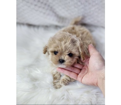 말티푸 분양합니다