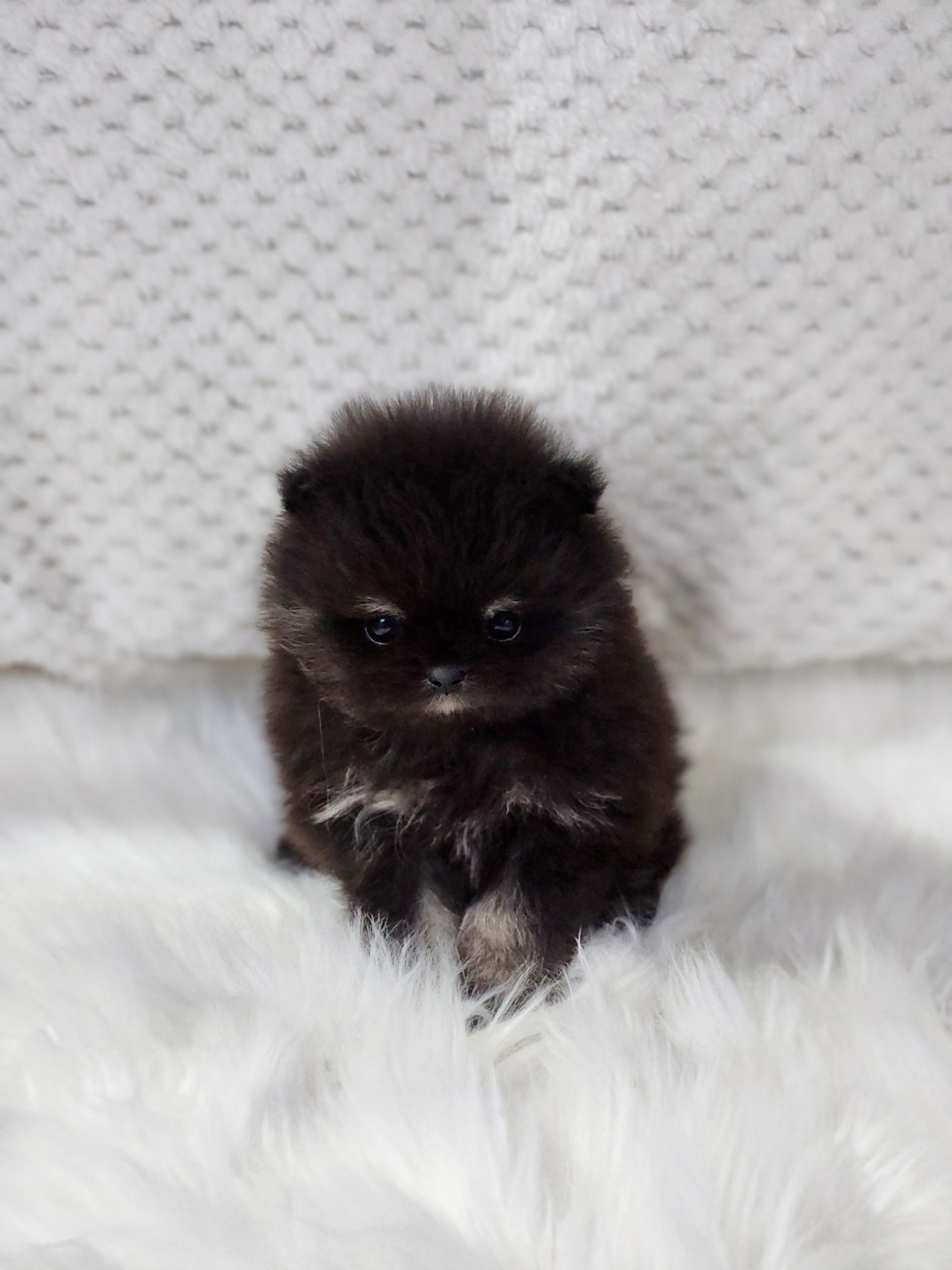 포메라니안 분양합니다!