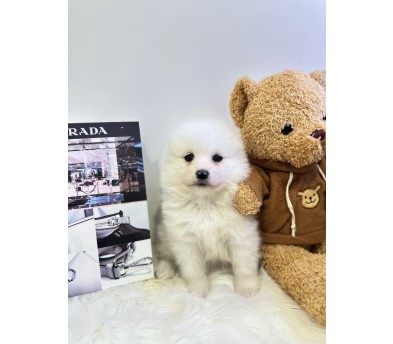 사모예드분양합니다