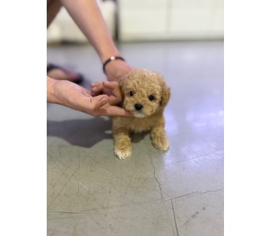 토이푸들