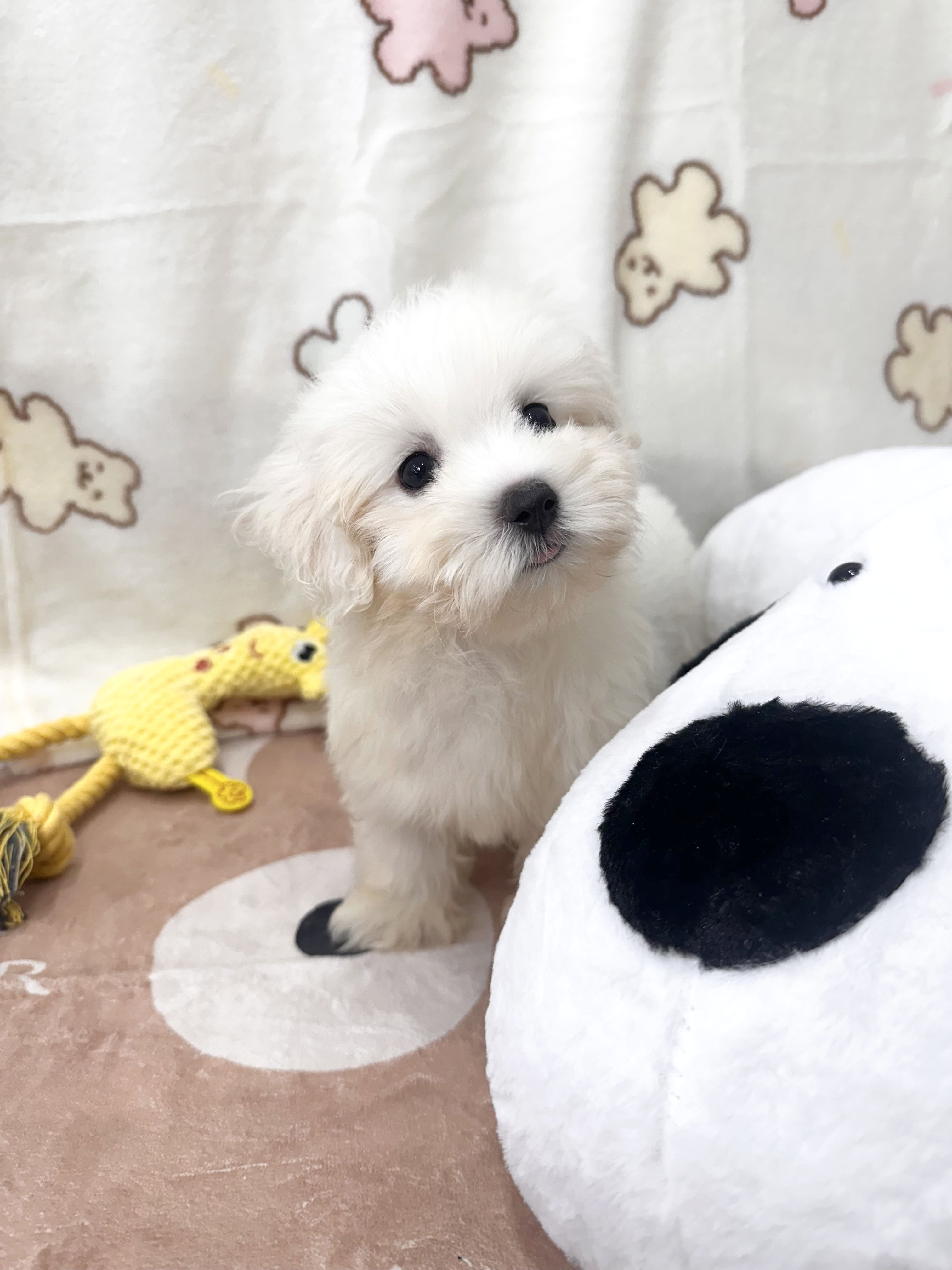 꼬숑 분양합니다