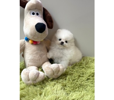 화이트 포메라니안 분양합니다